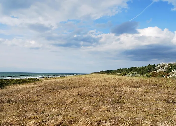 Stranddistel Neuendorf (Hiddensee)